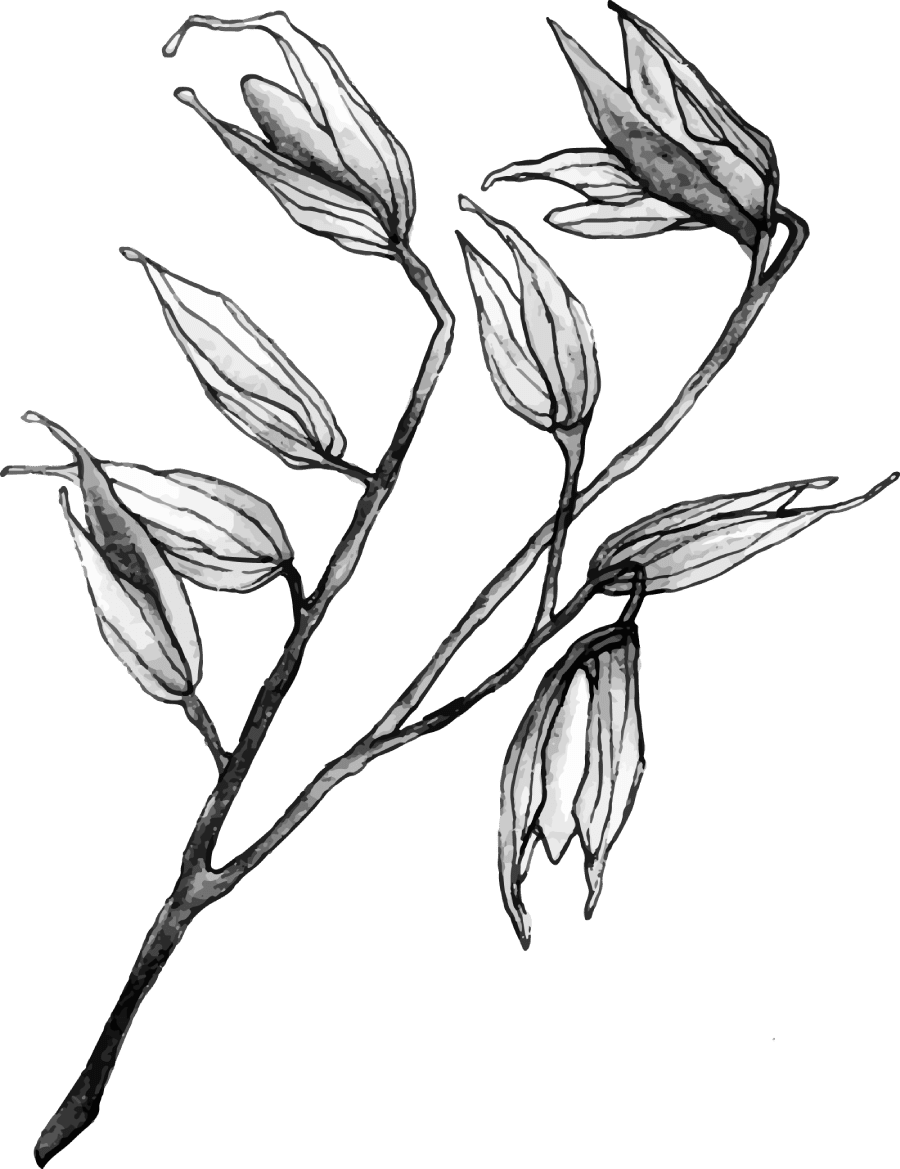 Flower Illustration 1